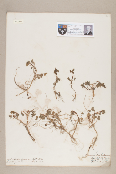 NHM_HH_7.62-2010 image NHM_HH_7.62-2010