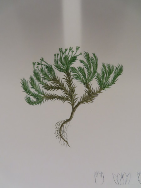 FDA-E.2916_25_16-2016-A image FDA-E.2916_25_16-2016-A