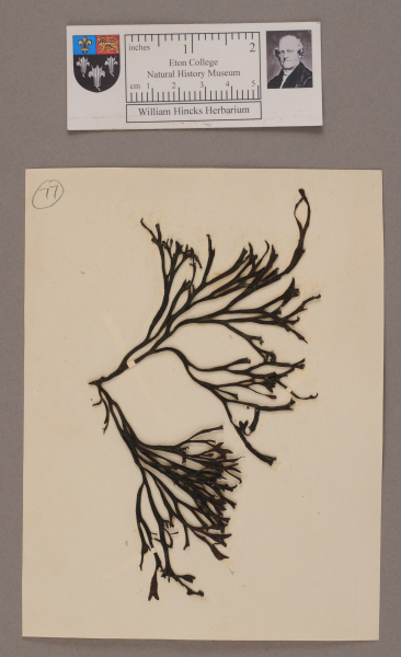 NHM_HH_1.77-2010 image NHM_HH_1.77-2010