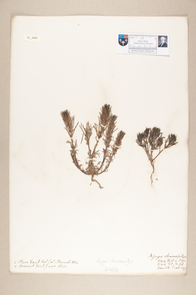 NHM_HH_23.42-2010 image NHM_HH_23.42-2010