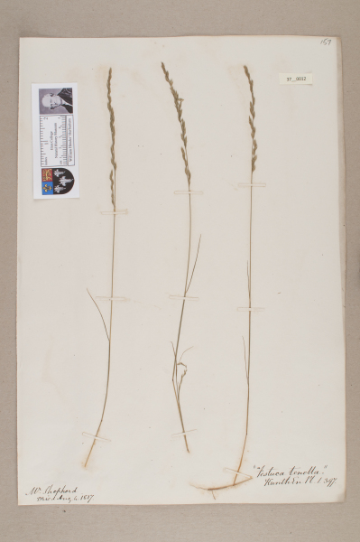 NHM_HH_37.12-2010 image NHM_HH_37.12-2010