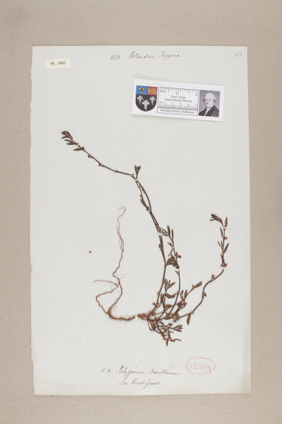 NHM_HH_8.62-2010 image NHM_HH_8.62-2010