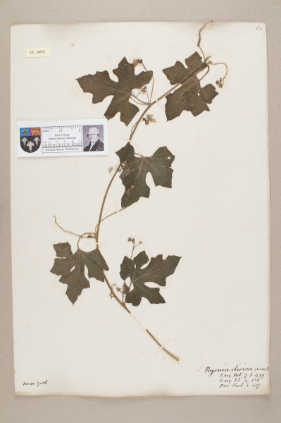 NHM_HH_10.72-2010 image NHM_HH_10.72-2010