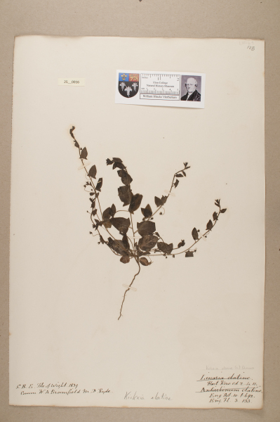 NHM_HH_25.16-2010 image NHM_HH_25.16-2010