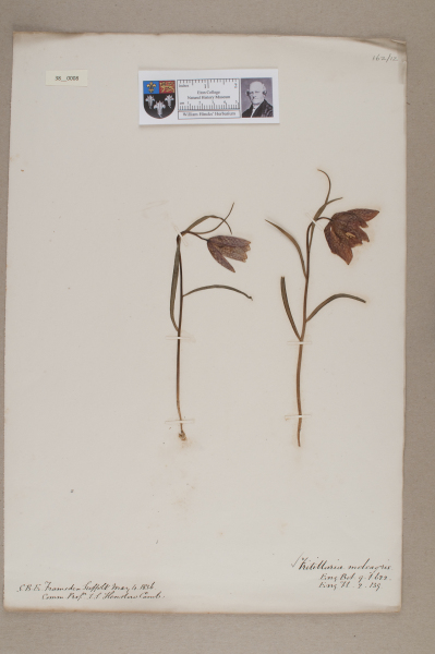 NHM_HH_38.8-2010 image NHM_HH_38.8-2010