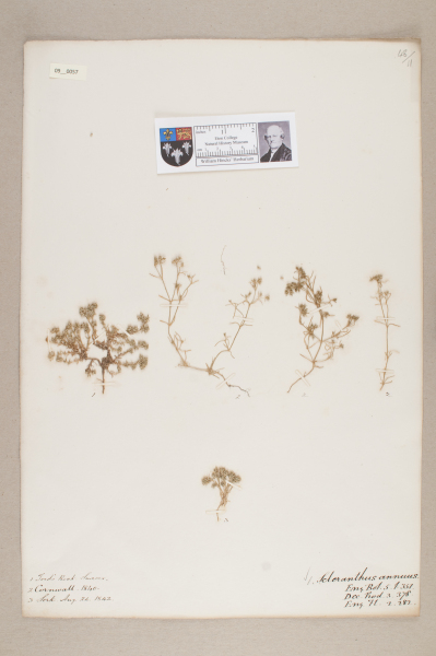 NHM_HH_9.57-2010 image NHM_HH_9.57-2010