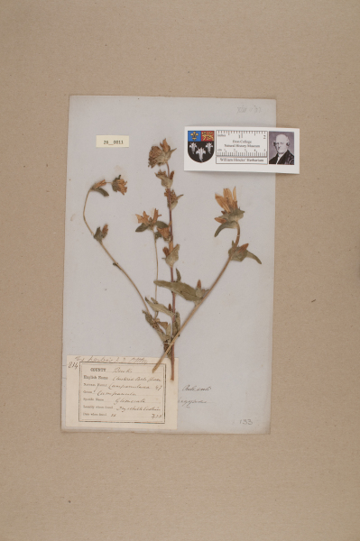 NHM_HH_26.11-2010 image NHM_HH_26.11-2010