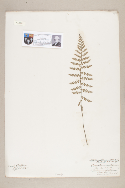 NHM_HH_4.84-2010 image NHM_HH_4.84-2010