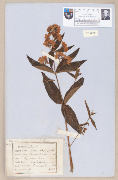 NHM_HH_12.46-2010 image NHM_HH_12.46-2010