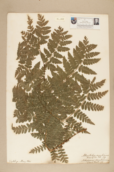 NHM_HH_41.124-2010 image NHM_HH_41.124-2010