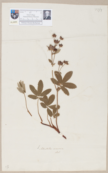 NHM_HH_13.55-2010 image NHM_HH_13.55-2010