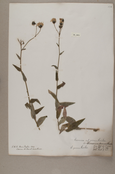 image NHM_HH_28.72-2010