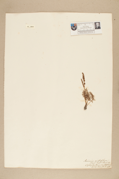 NHM_HH_41.59-2010 image NHM_HH_41.59-2010