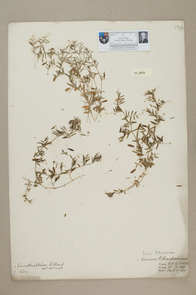 NHM_HH_15.33-2010 image NHM_HH_15.33-2010