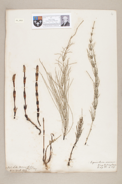 NHM_HH_3.15-2010 image NHM_HH_3.15-2010