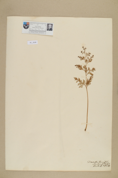 NHM_HH_42.149-2010 image NHM_HH_42.149-2010