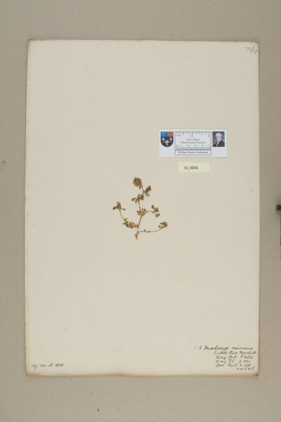 NHM_HH_16.6-2010 image NHM_HH_16.6-2010