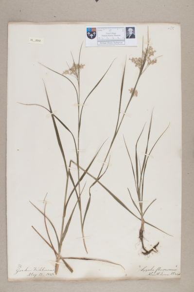 NHM_HH_31.32-2010 image NHM_HH_31.32-2010