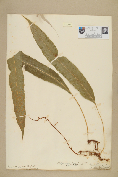 NHM_HH_42.91-2010 image NHM_HH_42.91-2010