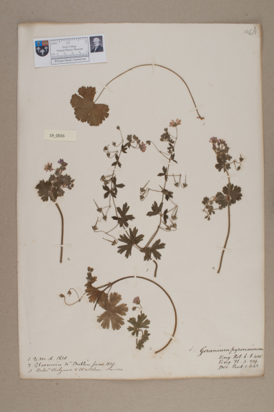 NHM_HH_19.16-2010 image NHM_HH_19.16-2010