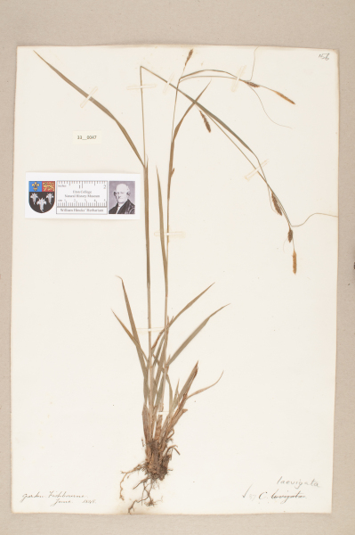 NHM_HH_33.47-2010 image NHM_HH_33.47-2010