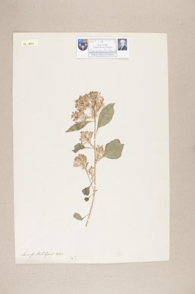 image NHM_HH_45.21-2010