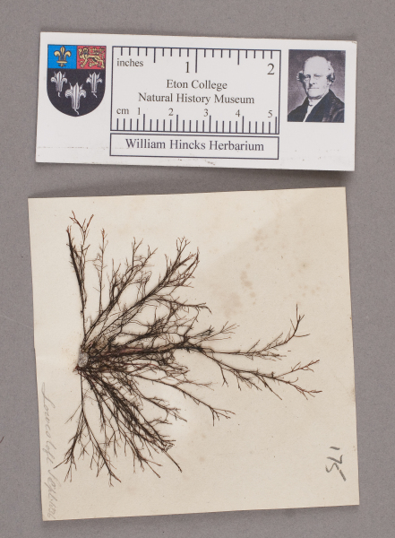 NHM_HH_1.175-2010 image NHM_HH_1.175-2010