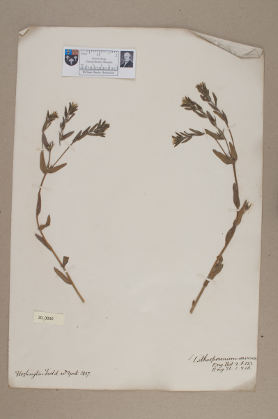 NHM_HH_20.30-2010 image NHM_HH_20.30-2010