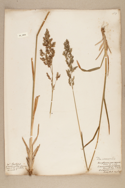 image NHM_HH_34.53-2010