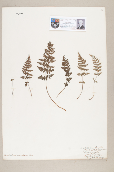 NHM_HH_5.87-2010 image NHM_HH_5.87-2010