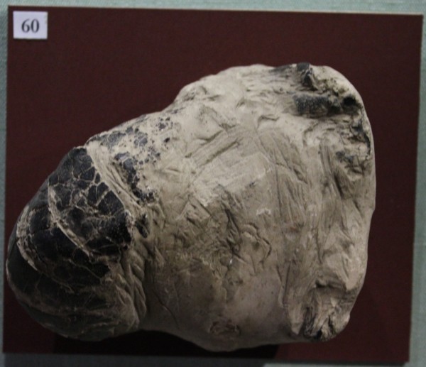 NHM.521-2017 image NHM.521-2017