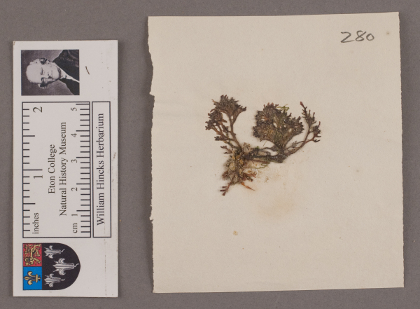 NHM_HH_1.280-2010 image NHM_HH_1.280-2010