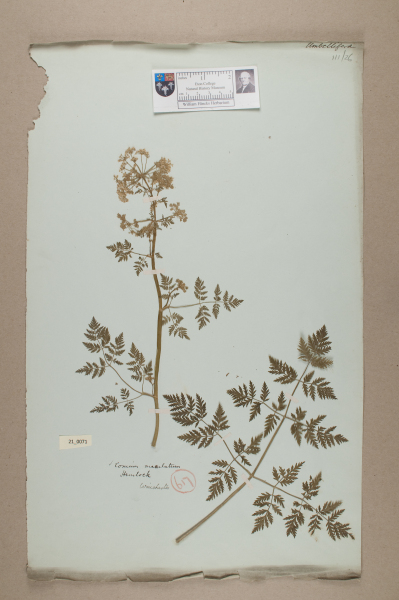 image NHM_HH_21.71-2010