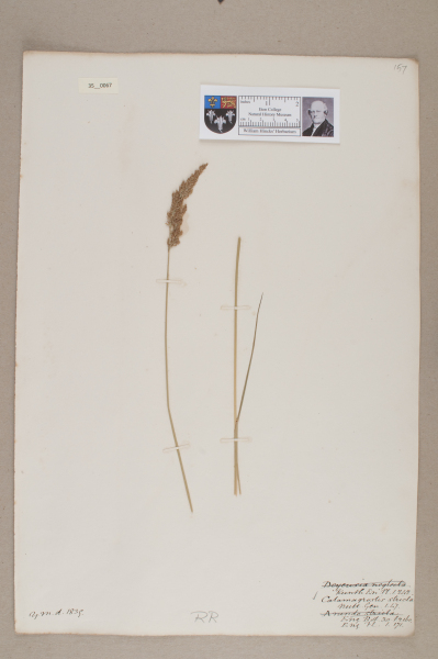 NHM_HH_35.67-2010 image NHM_HH_35.67-2010