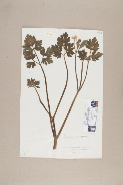 NHM_HH_7.71-2010 image NHM_HH_7.71-2010