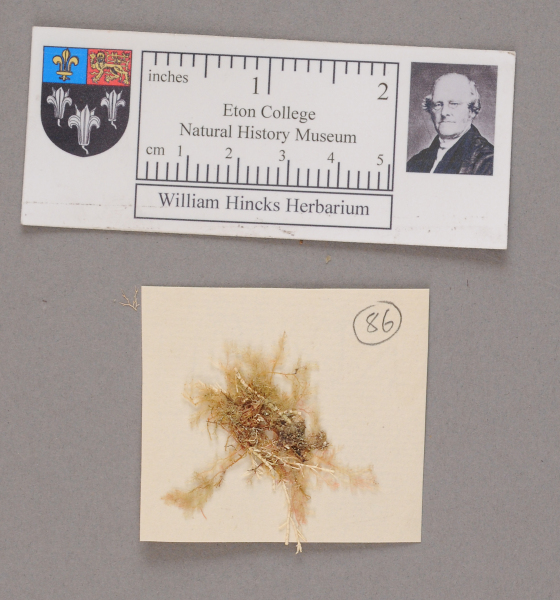 NHM_HH_1.86-2010 image NHM_HH_1.86-2010