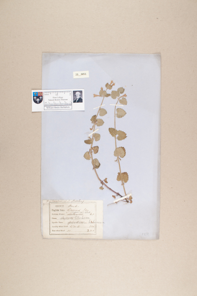 NHM_HH_23.51-2010 image NHM_HH_23.51-2010