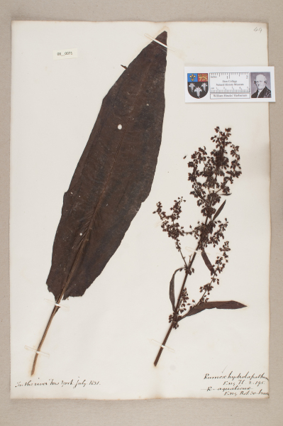 NHM_HH_8.71-2010 image NHM_HH_8.71-2010