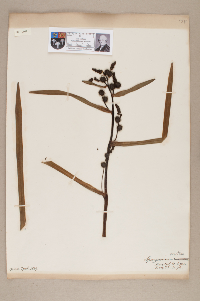 NHM_HH_39.2-2010 image NHM_HH_39.2-2010