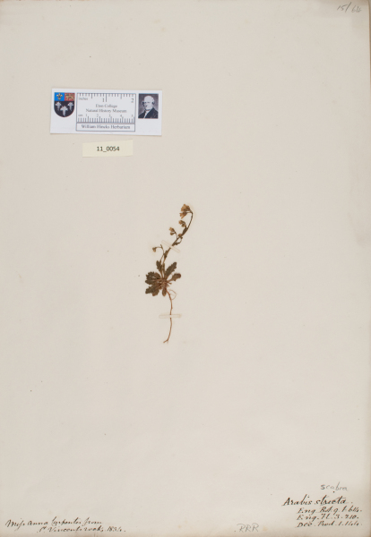 NHM_HH_11.54-2010 image NHM_HH_11.54-2010