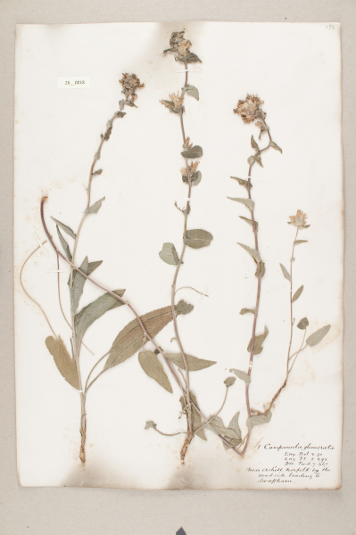 NHM_HH_26.18-2010 image NHM_HH_26.18-2010