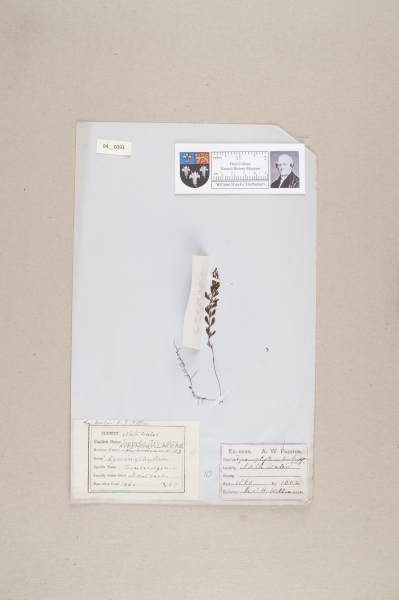 NHM_HH_4.93-2010 image NHM_HH_4.93-2010