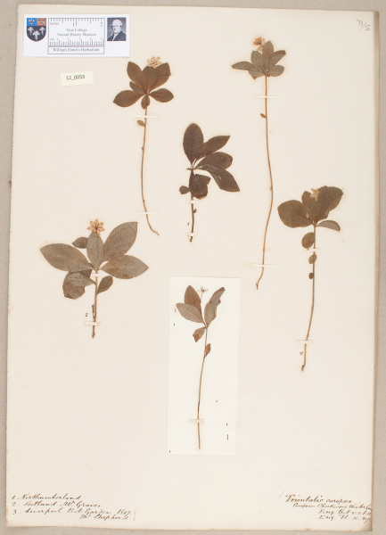 NHM_HH_12.55-2010 image NHM_HH_12.55-2010