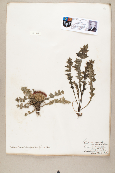 NHM_HH_27.19-2010 image NHM_HH_27.19-2010