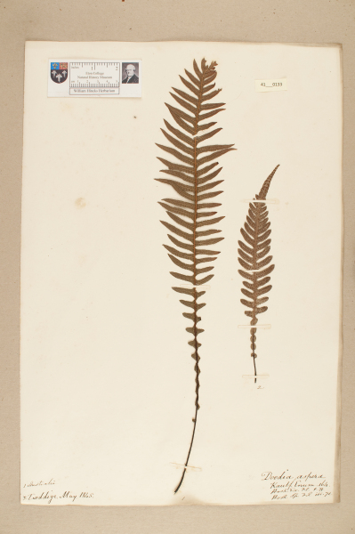 NHM_HH_41.133-2010 image NHM_HH_41.133-2010