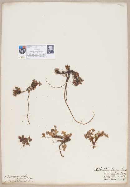 NHM_HH_13.64-2010 image NHM_HH_13.64-2010