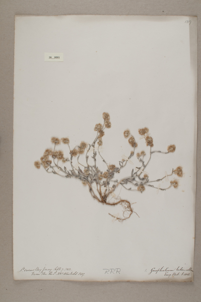 NHM_HH_28.81-2010 image NHM_HH_28.81-2010