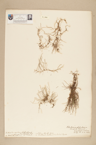 image NHM_HH_41.68-2010