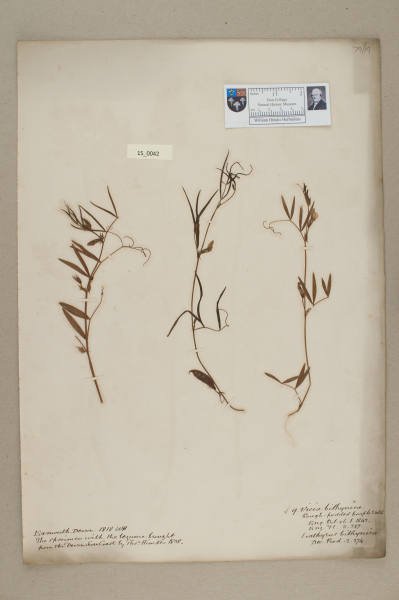 NHM_HH_15.42-2010 image NHM_HH_15.42-2010