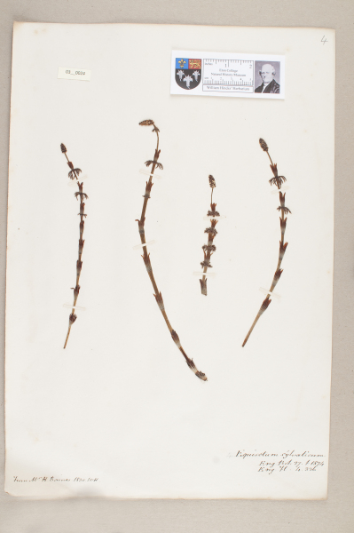 NHM_HH_3.24-2010 image NHM_HH_3.24-2010